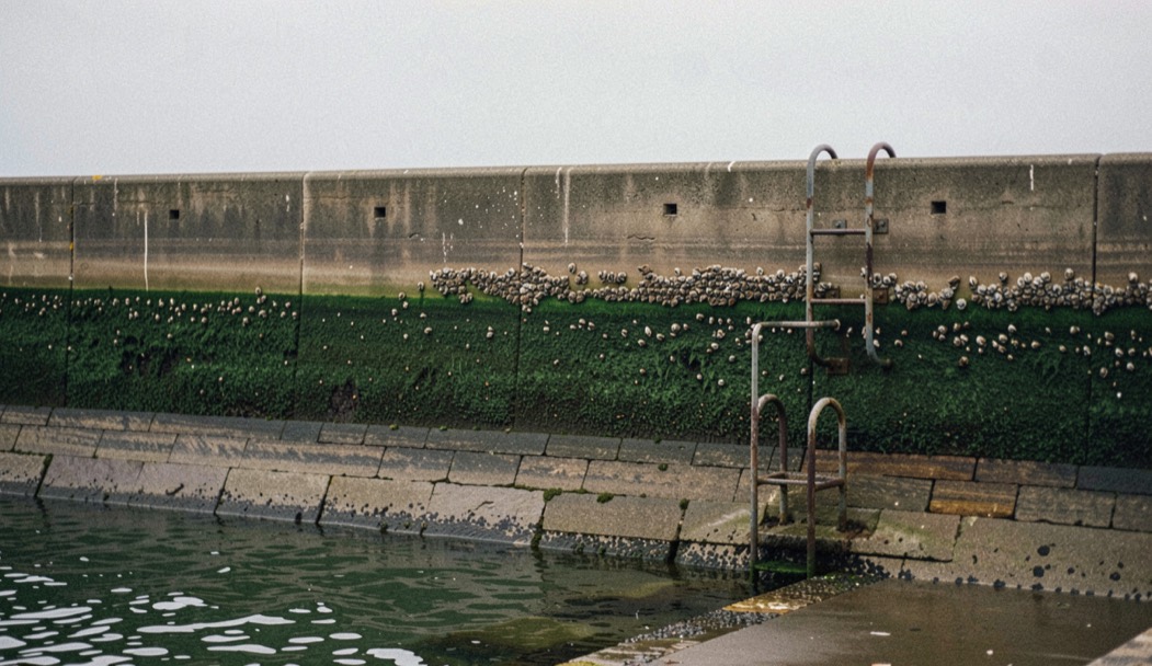 A harbour wall at low water on a spring tide showing a clear band of green weed and barnacles above the waterline, an iron ladder descending into the water, wet stone below, flat grey light, upright framing